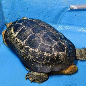 Yellow-Headed Temple Turtle (Heosemys annandalii) December 6, 2025