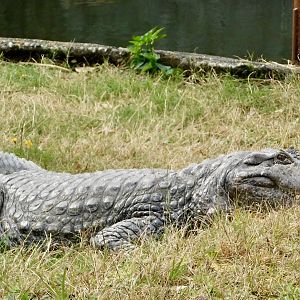 Broad-Snouted Caiman (Caiman latirostris) December 6, 2025
