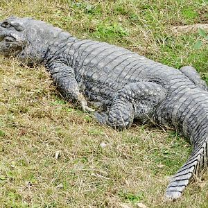 Broad-Snouted Caiman (Caiman latirostris) December 6, 2025