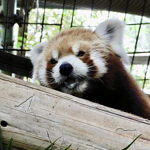 Nepalese Red Panda (Ailurus fulgens fulgens) December 6, 2025