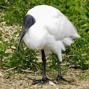 Black-Headed Ibis (Threskiornis melanocephalus) December 6, 2025