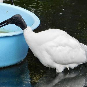 Black-Headed Ibis (Threskiornis melanocephalus) December 6, 2025
