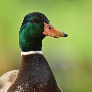 Mallard (Anas platyrhynchos)