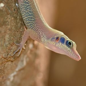 Western cliff anole Anolis bartschi