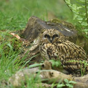 Short-eared owl Asio flammeus