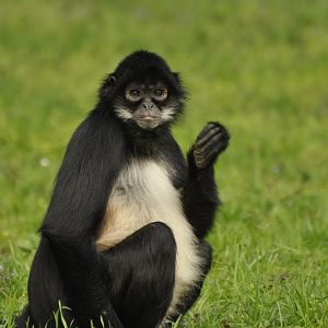 Mexican spider monkey Ateles geoffroyi vellerosus