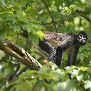 Mexican spider monkey Ateles geoffroyi vellerosus