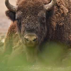 Wisent Bison bonasus