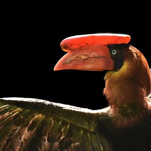 Northern rufous hornbill Buceros hydrocorax