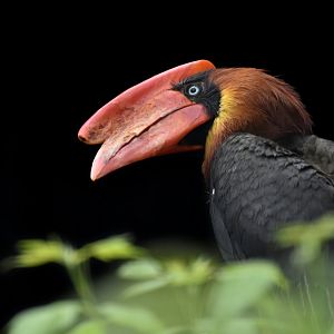 Northern rufous hornbill Buceros hydrocorax
