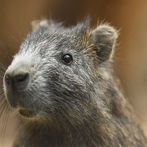 Desmarest's hutia Capromys pilorides