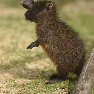 Desmarest's hutia Capromys pilorides