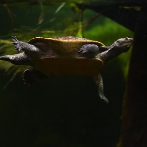 Indonesian box turtle Cuora amboinensis couro