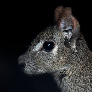 Chacoan mara Dolichotis salinicola