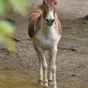 Kiang Equus kiang