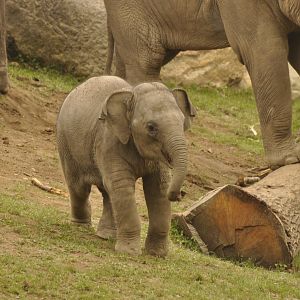 asian elephant Elephas maximus
