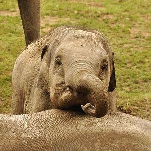 asian elephant Elephas maximus