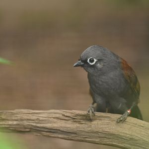 Sunda laughingthrush Garrulax palliatus