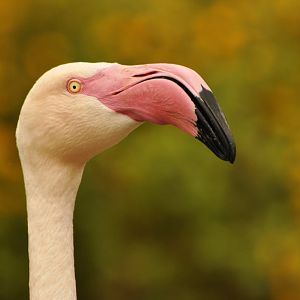 Greater flamingo Phoenicopterus roseus