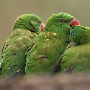 Scaly-breasted lorikeet Trichoglossus chlorolepidotus