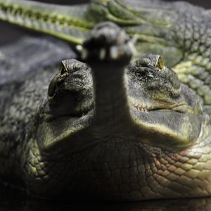 Gharial Gavialus gangeticus