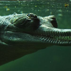 Gharial Gavialus gangeticus