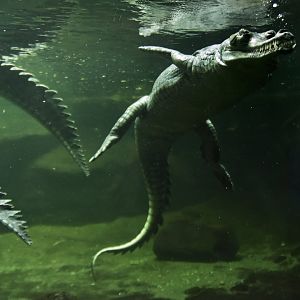 Gharial Gavialus gangeticus
