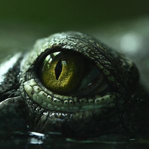 Gharial Gavialus gangeticus