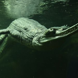 Gharial Gavialus gangeticus