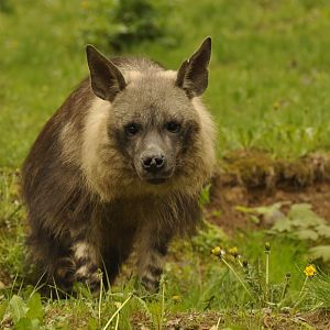 Brown hyaena Hyaena brunnea