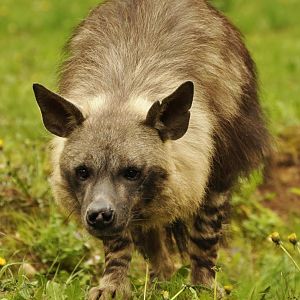 Brown hyaena Hyaena brunnea