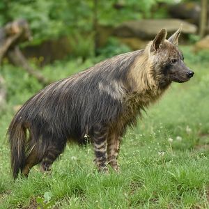 Brown hyaena Hyaena brunnea