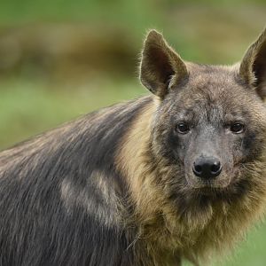 Brown hyaena Hyaena brunnea