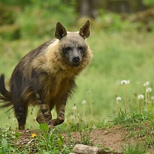 Brown hyaena Hyaena brunnea