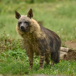 Brown hyaena Hyaena brunnea