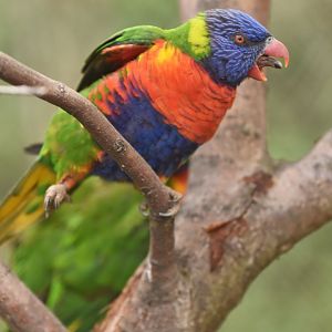 Rainbow lorikeet Trichoglossus moluccanus