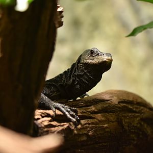 Black monitor Varanus beccari