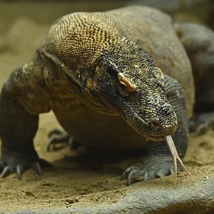 Komodo monitor Varanus komodensis
