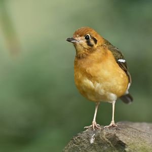 Orange-headed ground-thrush Geokichla citrina melli