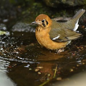 Orange-headed ground-thrush Geokichla citrina melli