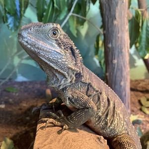 Australian Water Dragon (Potoroo Palace)