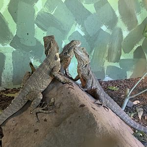 Australian Water Dragon (Potoroo Palace)