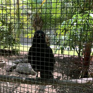 White-winged Chough (Potoroo Palace)
