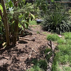 Spotted Dove (Potoroo Palace)