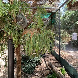 Koala (Potoroo Palace)