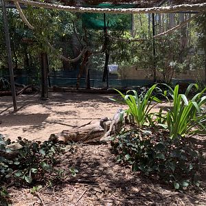 Bush Stone-curlew (Potoroo Palace)
