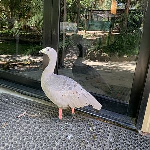 Cape Barren Goose (Potoroo Palace)