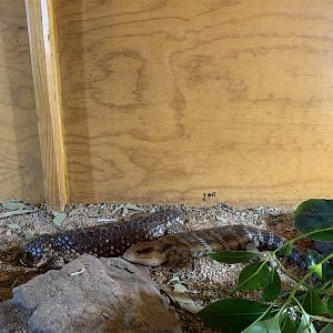Shingleback and Bluetongue (Potoroo Palace)
