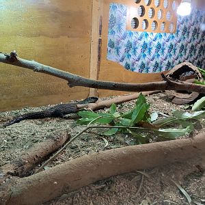 Cunningham’s Skink (Potoroo Palace)