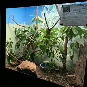 Boyd’s Forest Dragon Exhibit (Potoroo Palace)